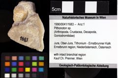 Foto (Objket + Etiketten) von Longodromites angustus (Reuss 1858) 
